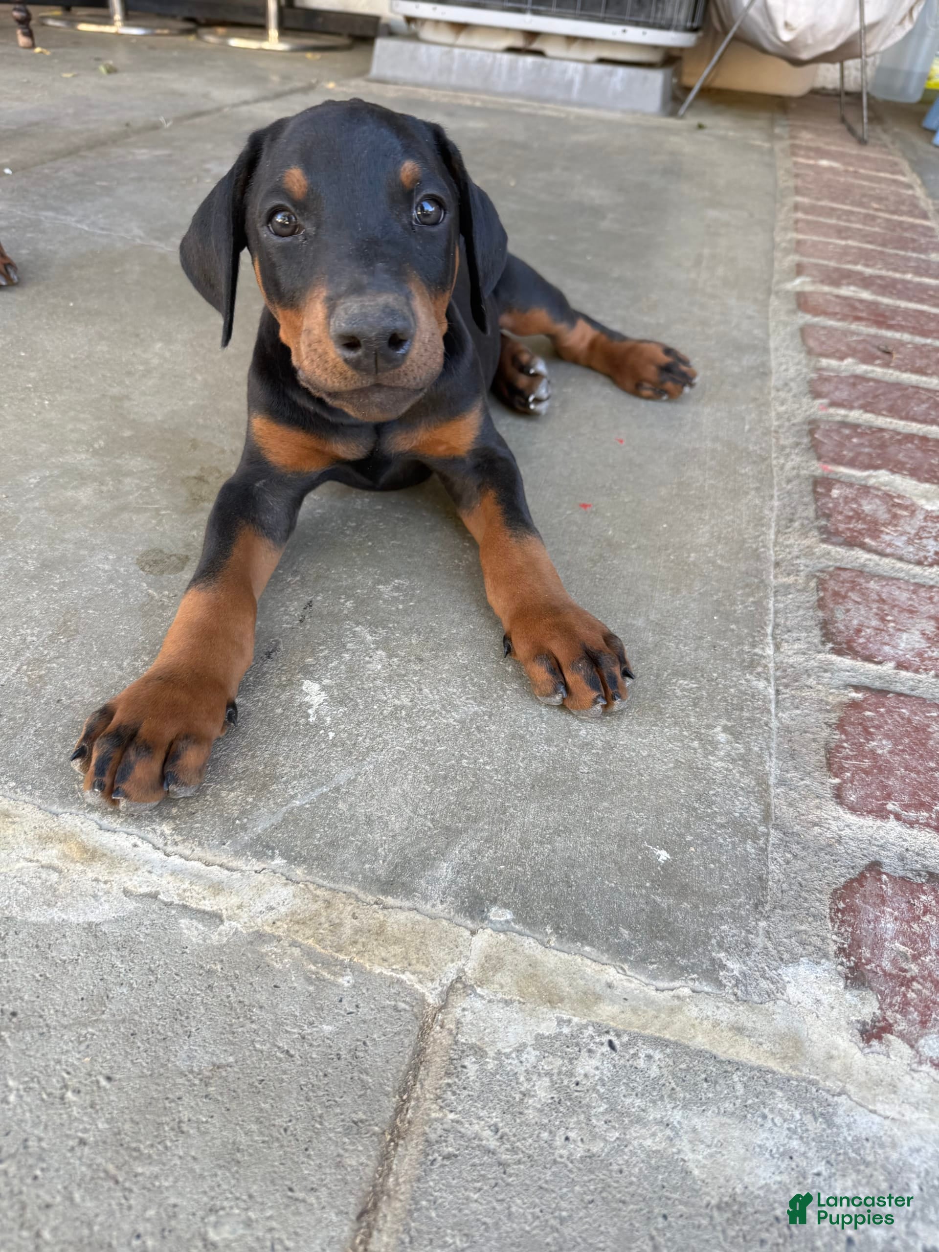 Doberman Pinscher Puppies for sale in California Lancaster Puppies