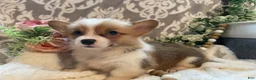 Welsh Corgi Pembroke dogs for sale: Summer - Ad 7