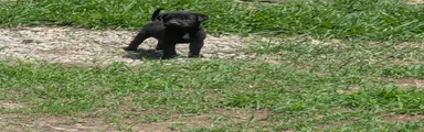 Black Bullmastador puppy 