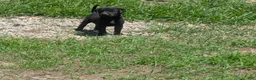 Mixed Breed dogs for sale: Black Bullmastador puppy  - Ad 1