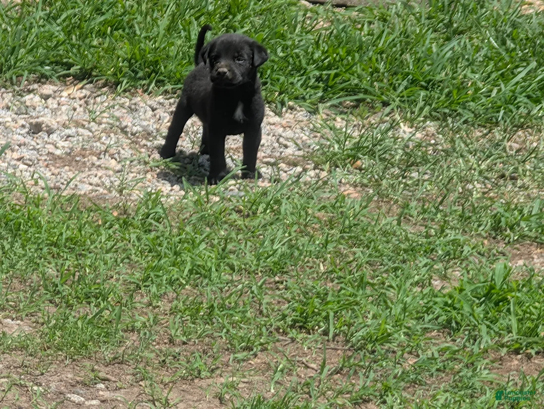 Mixed Breed dogs for sale: Black Bullmastador puppy  - Ad 1