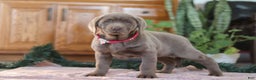 Labrador Retriever dogs for sale: Holly - Ad 5