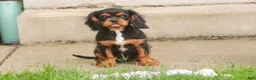 Cavalier King Charles Spaniel dogs for sale: Loki Cavalier King Charles Spaniel - Ad 3