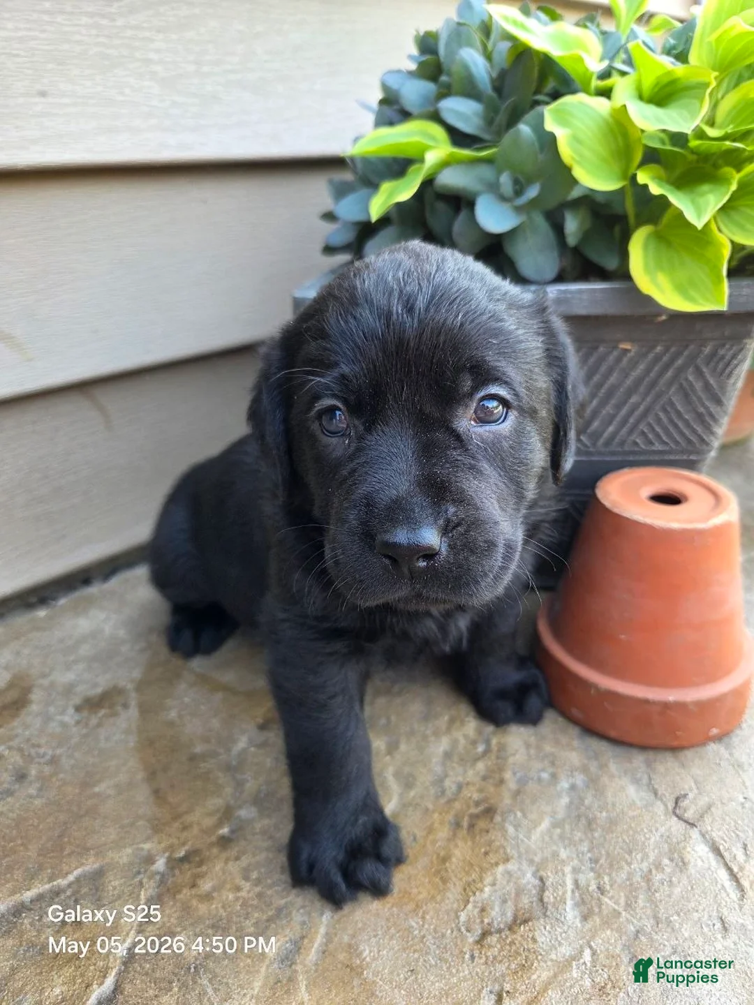 Labrador Retriever dogs for sale: Labrador Retriever Puppy 5 - Ad 2