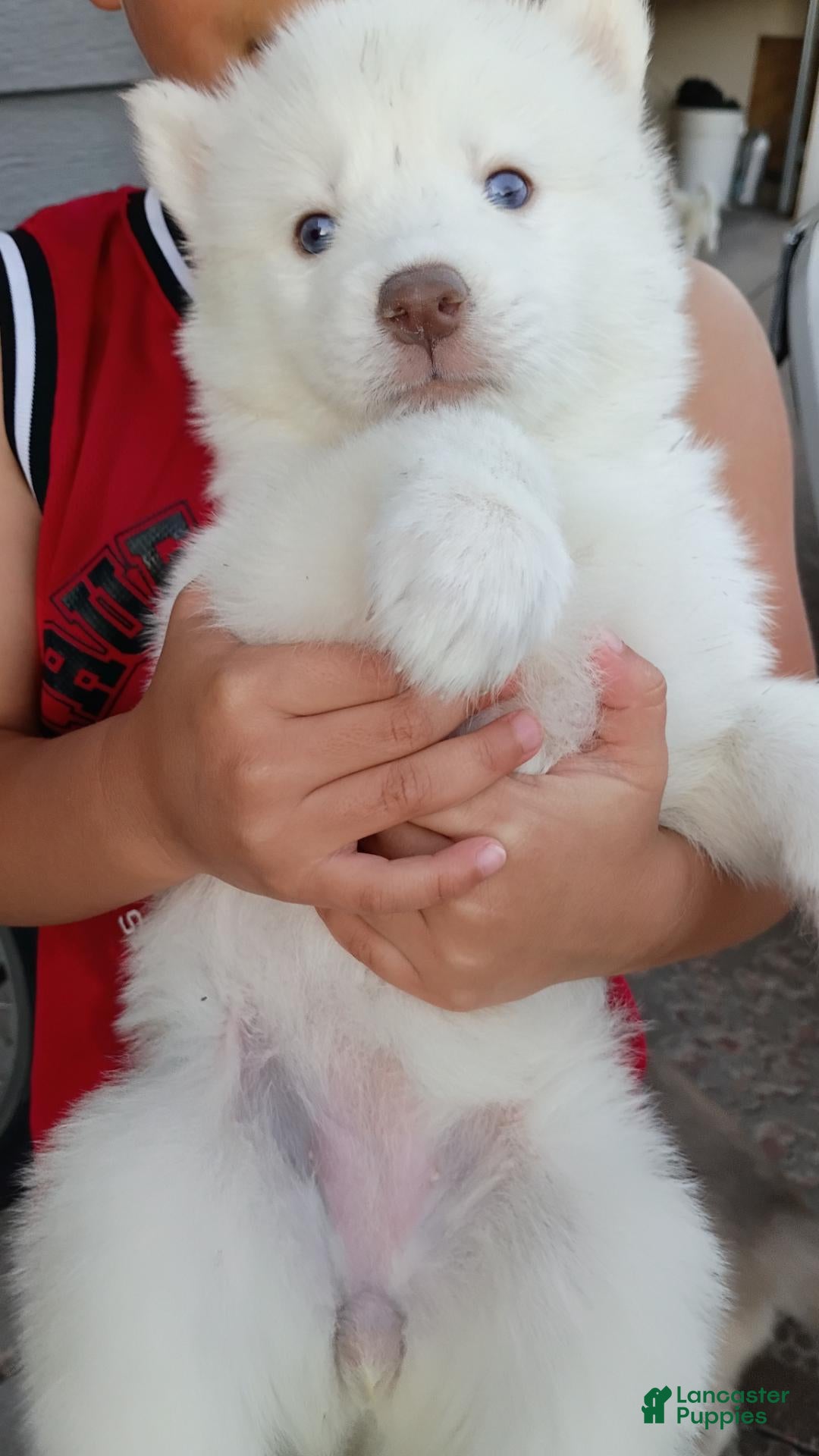 Siberian Husky dogs Female #4 - Ad 1