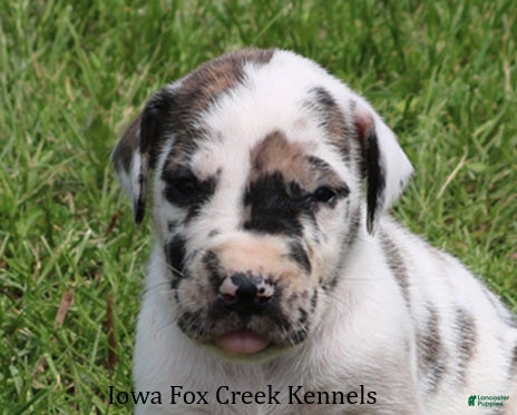 Great Dane dogs Maggie - Ad 37