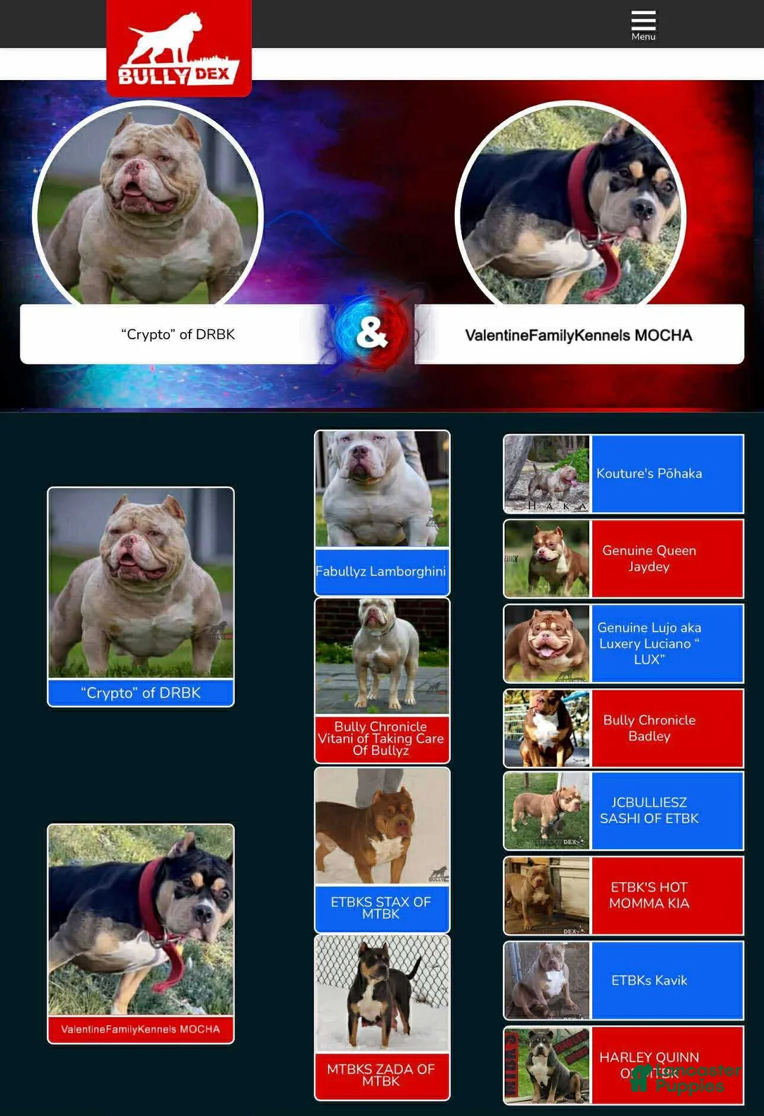 American Bully dogs for sale: Sugar - Ad 8