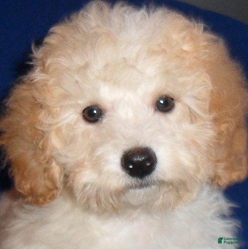Shihpoo dogs Shihpoo Puppy 1 - Ad 2