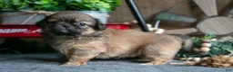 Pekingese dogs for sale: Pearl - Ad 2