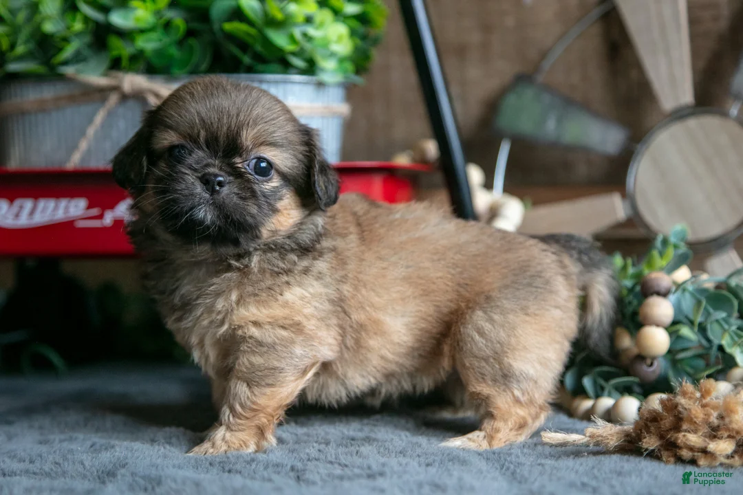 Pekingese dogs for sale: Pearl - Ad 2