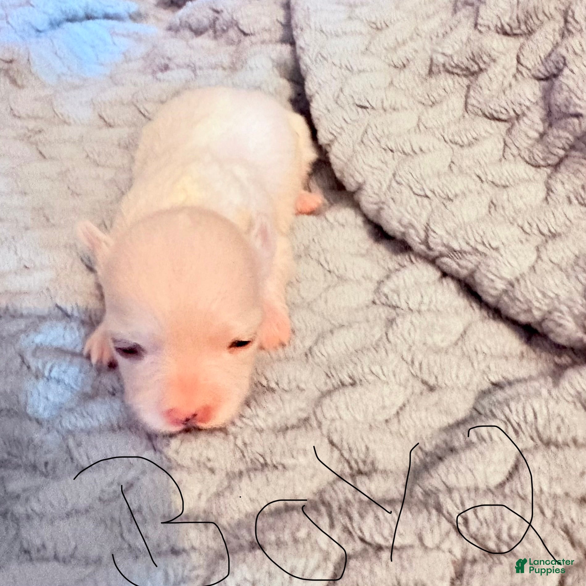 Maltese dogs Harley - Ad 42