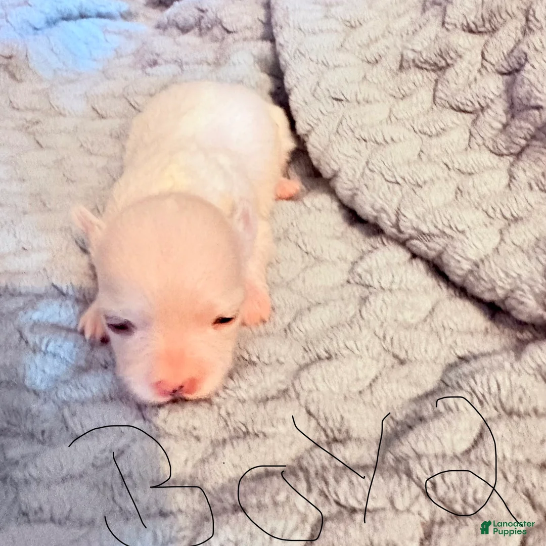 Maltese dogs for sale: Harley - Ad 1