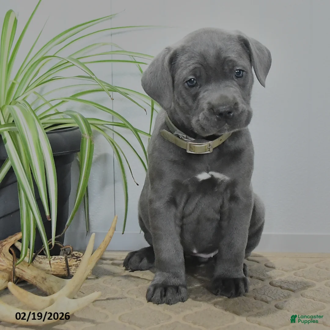 Cane Corso dogs for sale: Glory - Ad 4