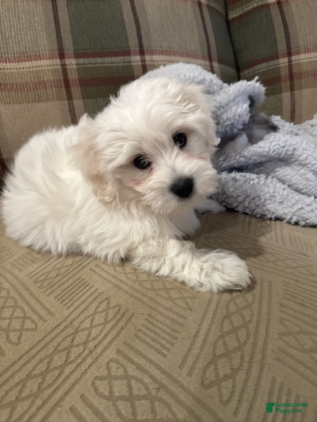 Coton De Tulear dogs for sale: Jojo Coton De Tulear 3 - Ad 3