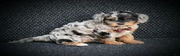 Cavapoo dogs for sale: Robo - Ad 3
