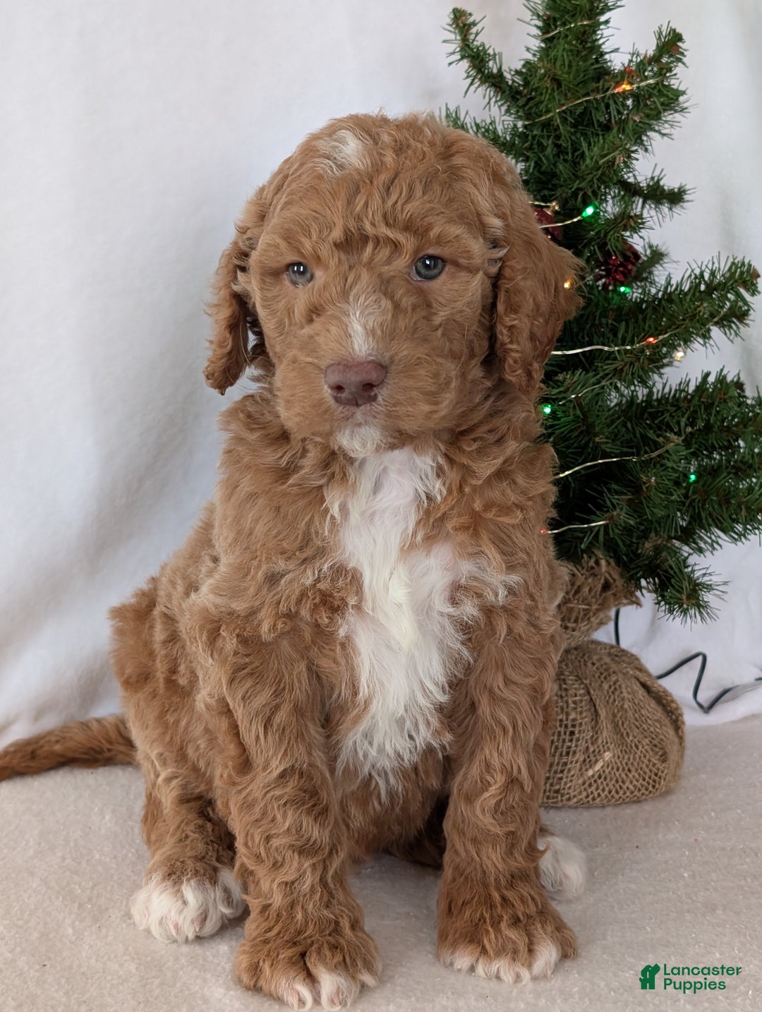 Goldendoodle dogs for sale: Parker - Ad 2