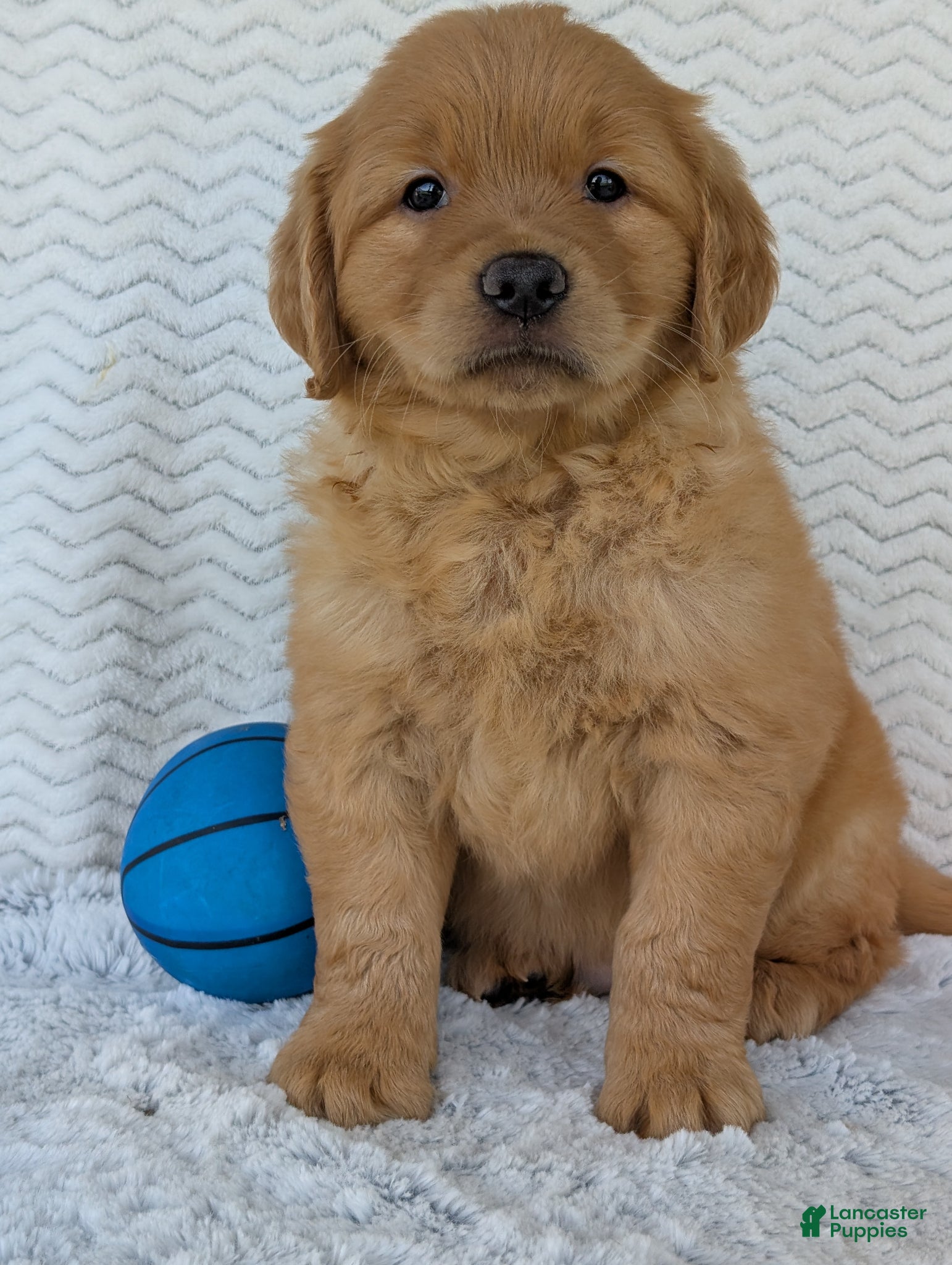 Golden Retriever dogs Parker - Ad 3