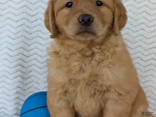 Golden Retriever dogs Parker - Ad 3