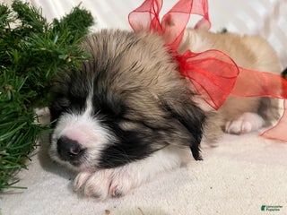 Mixed Breed dogs Vixon - one of Santa’s rein/pupies. - Ad 38