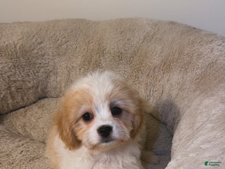 Maltipoo dogs - Ad 17