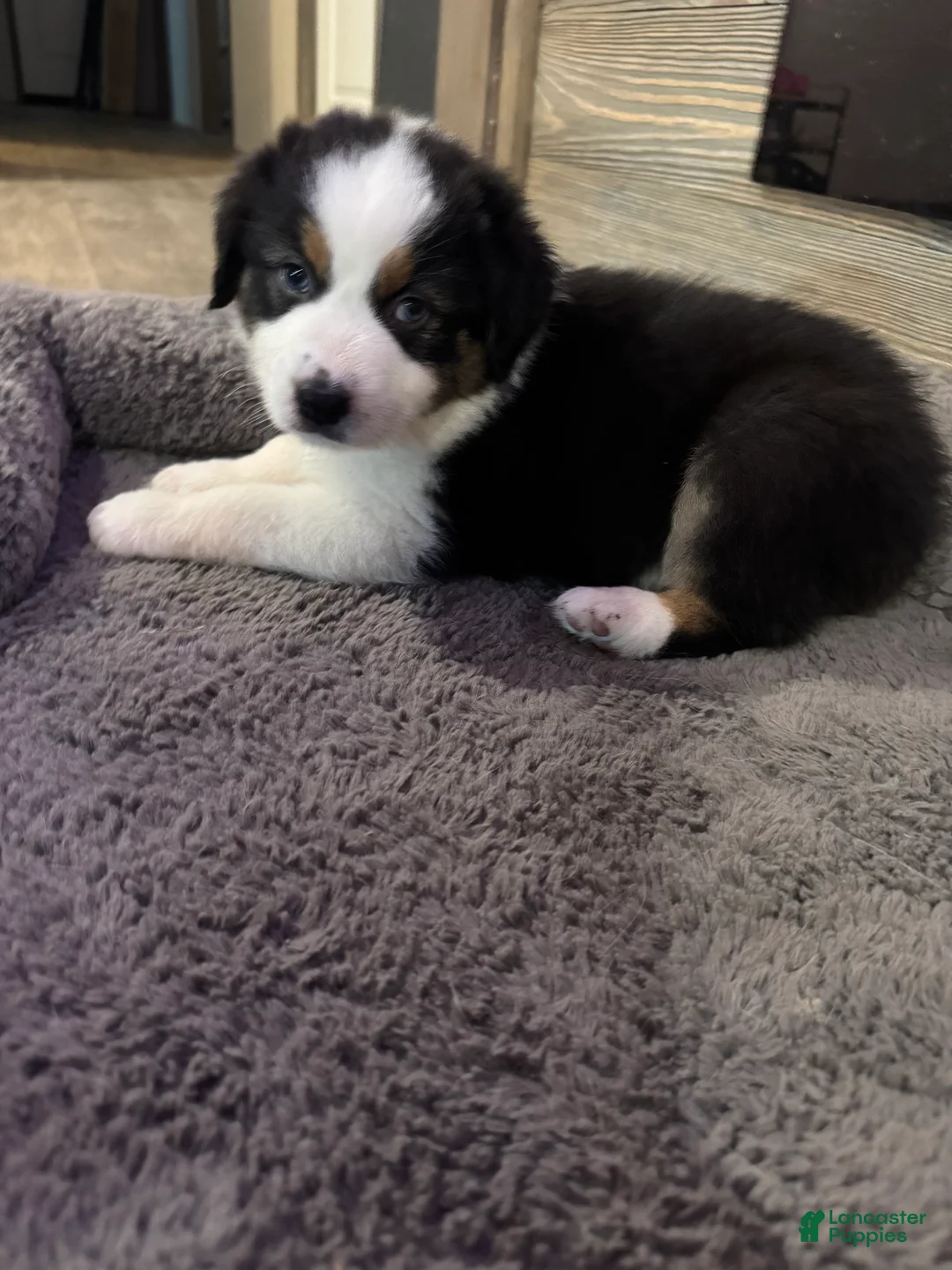 Australian Shepherd dogs for sale: Riley - Ad 1
