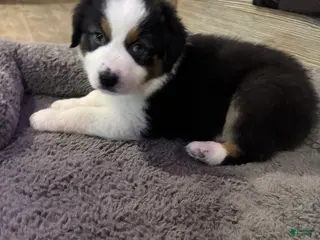 Australian Shepherd dogs for sale: Riley - Ad 2