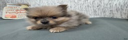 Pomeranian dogs for sale: Pomeranian Puppy 2 - Ad 6