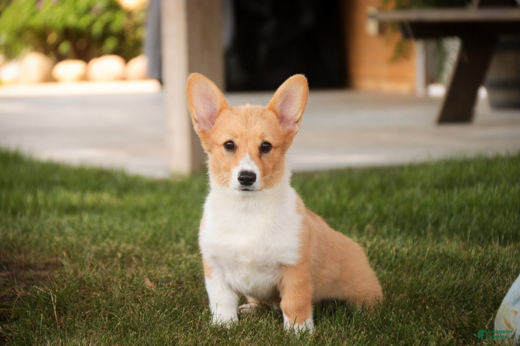Welsh Corgi Pembroke dogs Josie Welsh Corgi Pembroke  - Ad 1