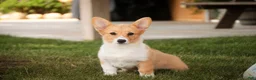 Welsh Corgi Pembroke dogs for sale: Josie Welsh Corgi Pembroke  - Ad 12