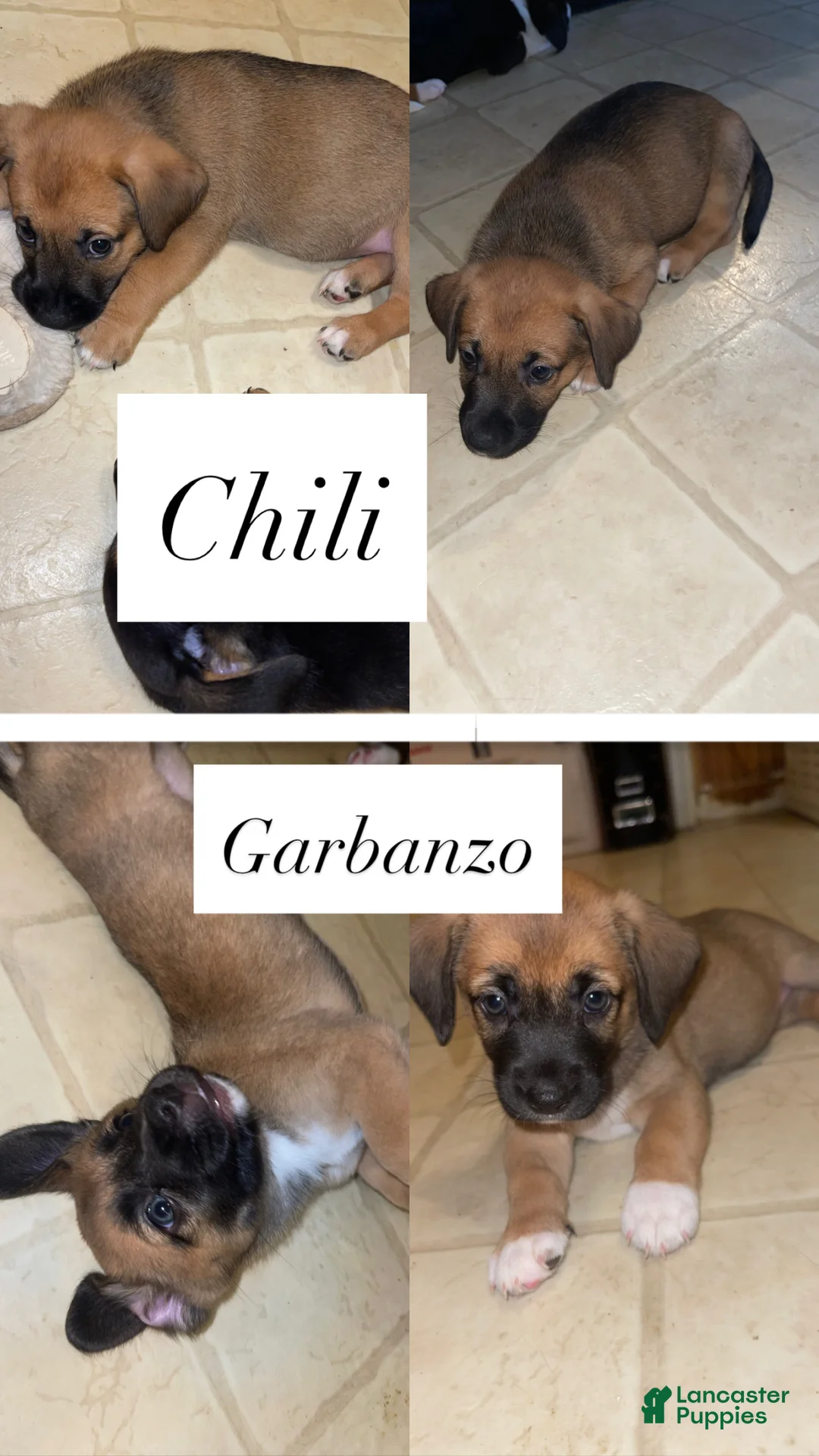 Mixed Breed dogs for sale: Frijoles - Ad 8
