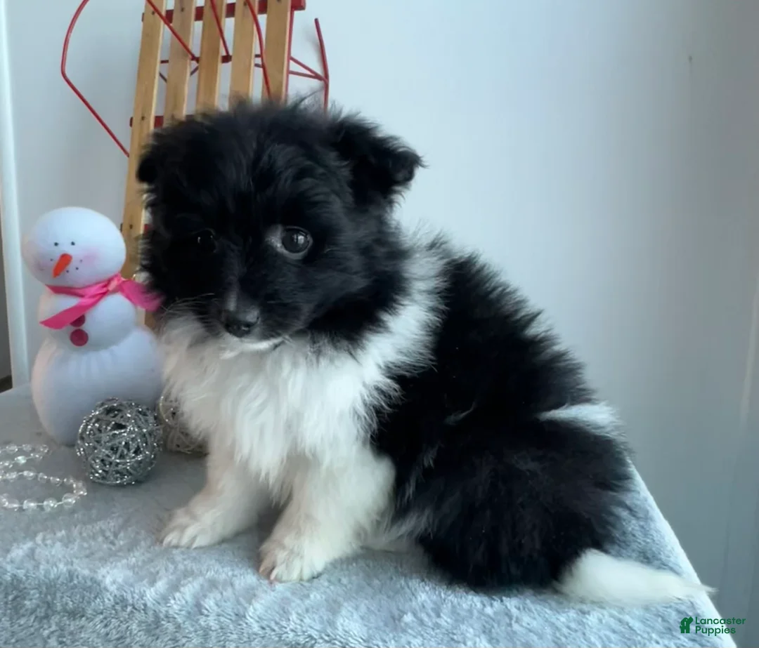 Pomeranian dogs for sale: Chloe - Ad 3