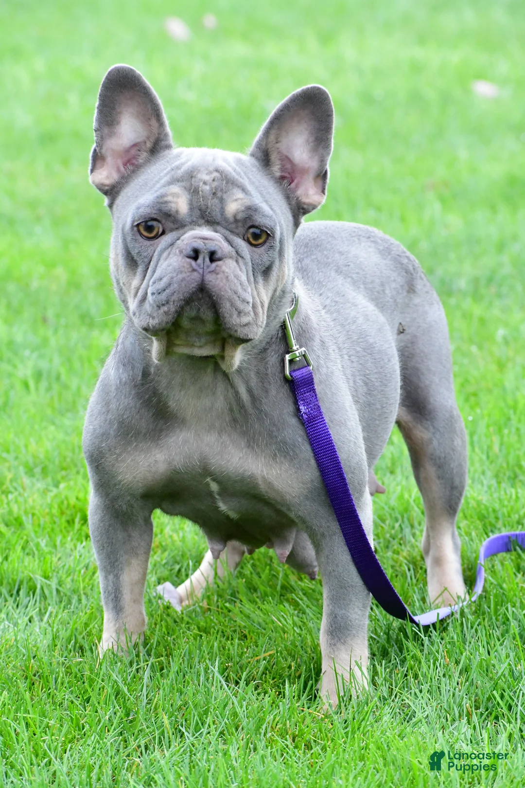 French Bulldog dogs for sale: Bailey  - Ad 4