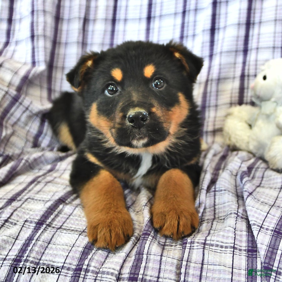 Mixed Breed dogs Maya - Ad 2