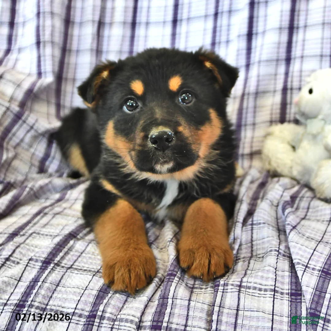 Mixed Breed dogs for sale: Maya - Ad 2