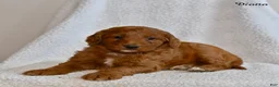 Goldendoodle dogs for sale: Diana - Ad 5