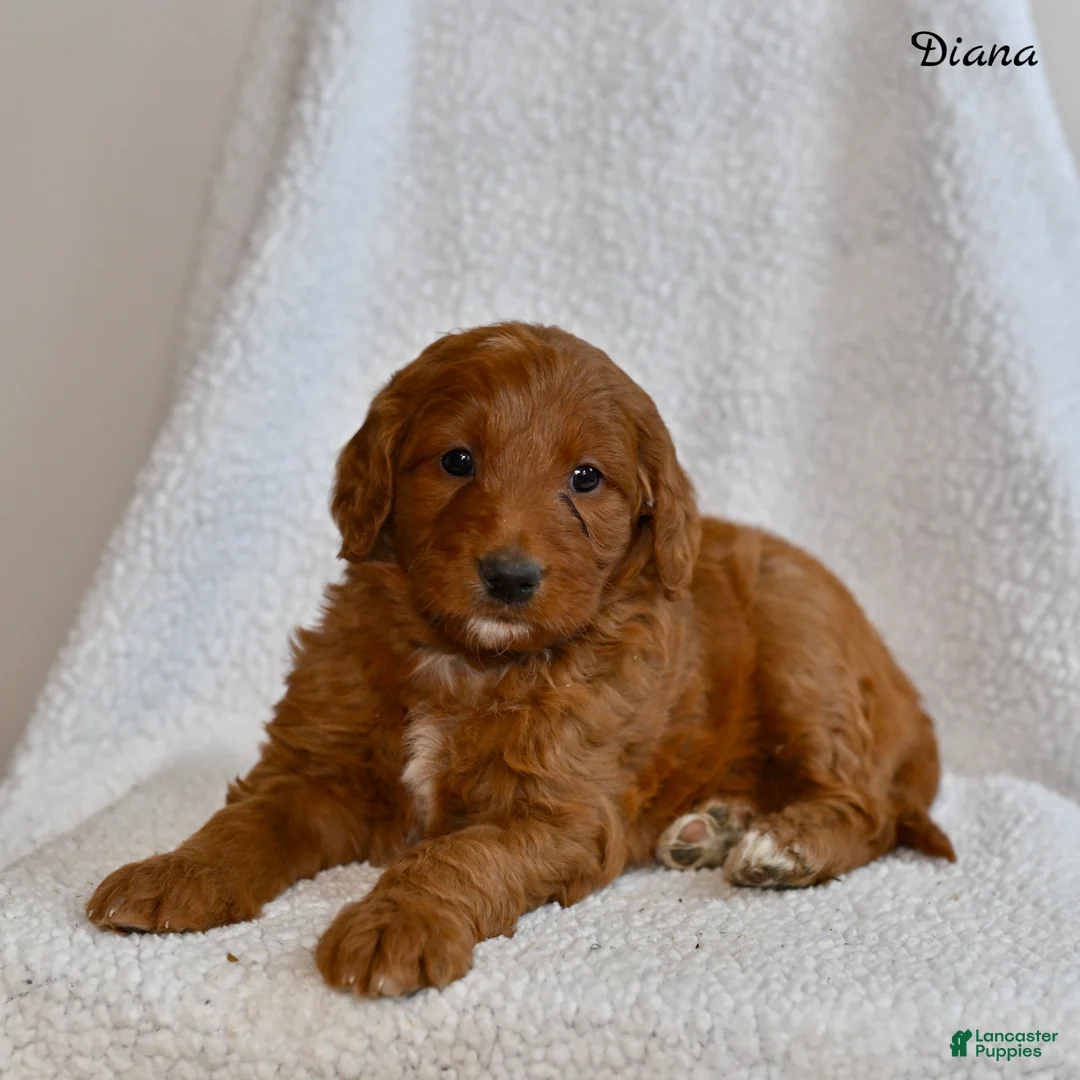 Goldendoodle dogs for sale: Diana - Ad 5