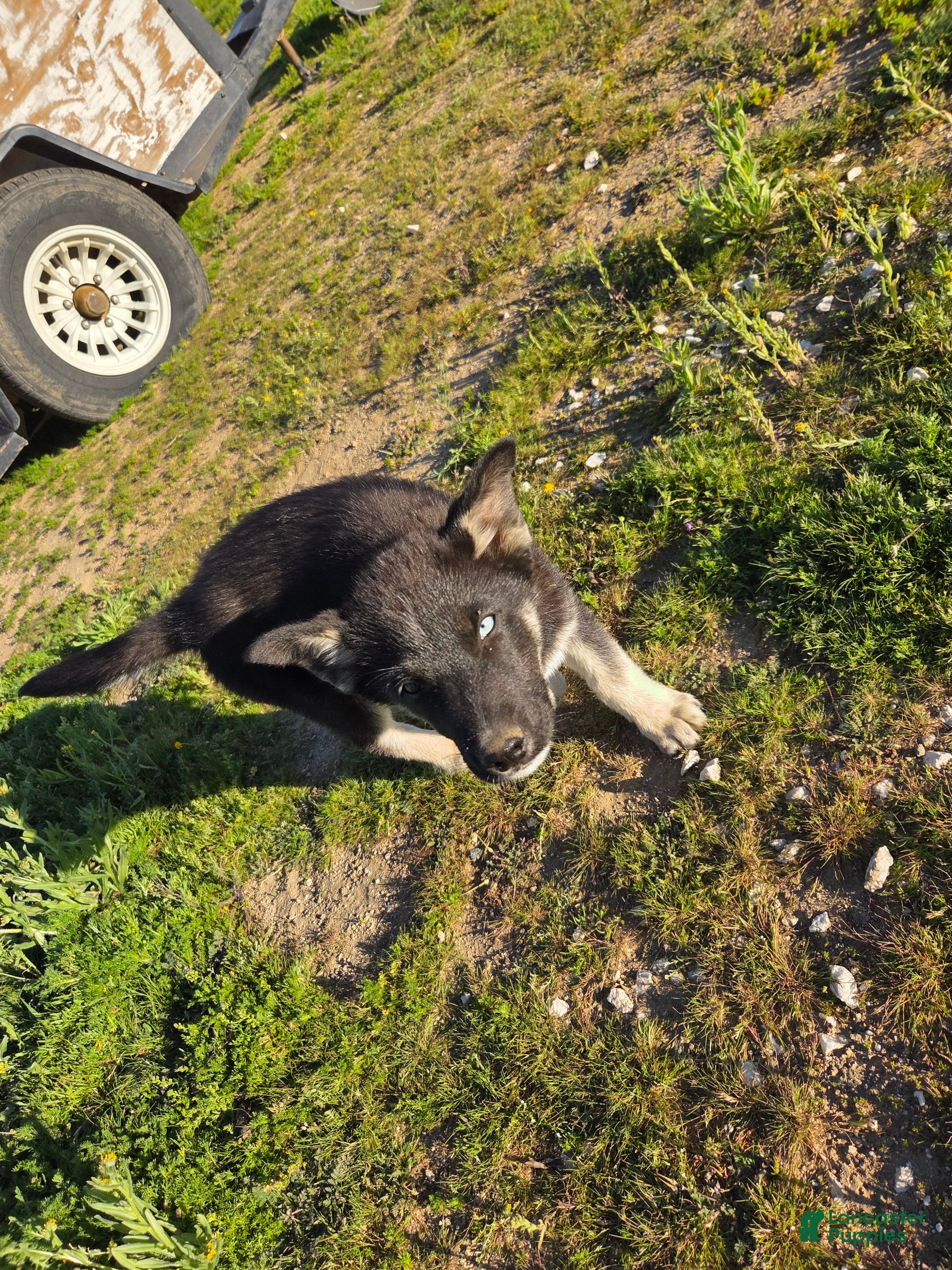 Gerberian Shepsky dogs Gerberian Shepsky Puppy 1 - Ad 11