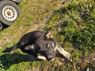 Gerberian Shepsky dogs Gerberian Shepsky Puppy 1 - Ad 1