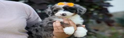 Mini Bernedoodle dogs for sale: 🐾 Percy 🐾 - Ad 9