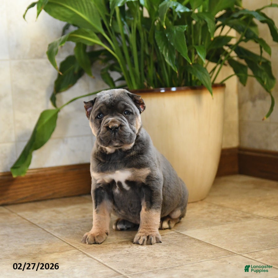 Cane Corso dogs Wilfred - Ad 1
