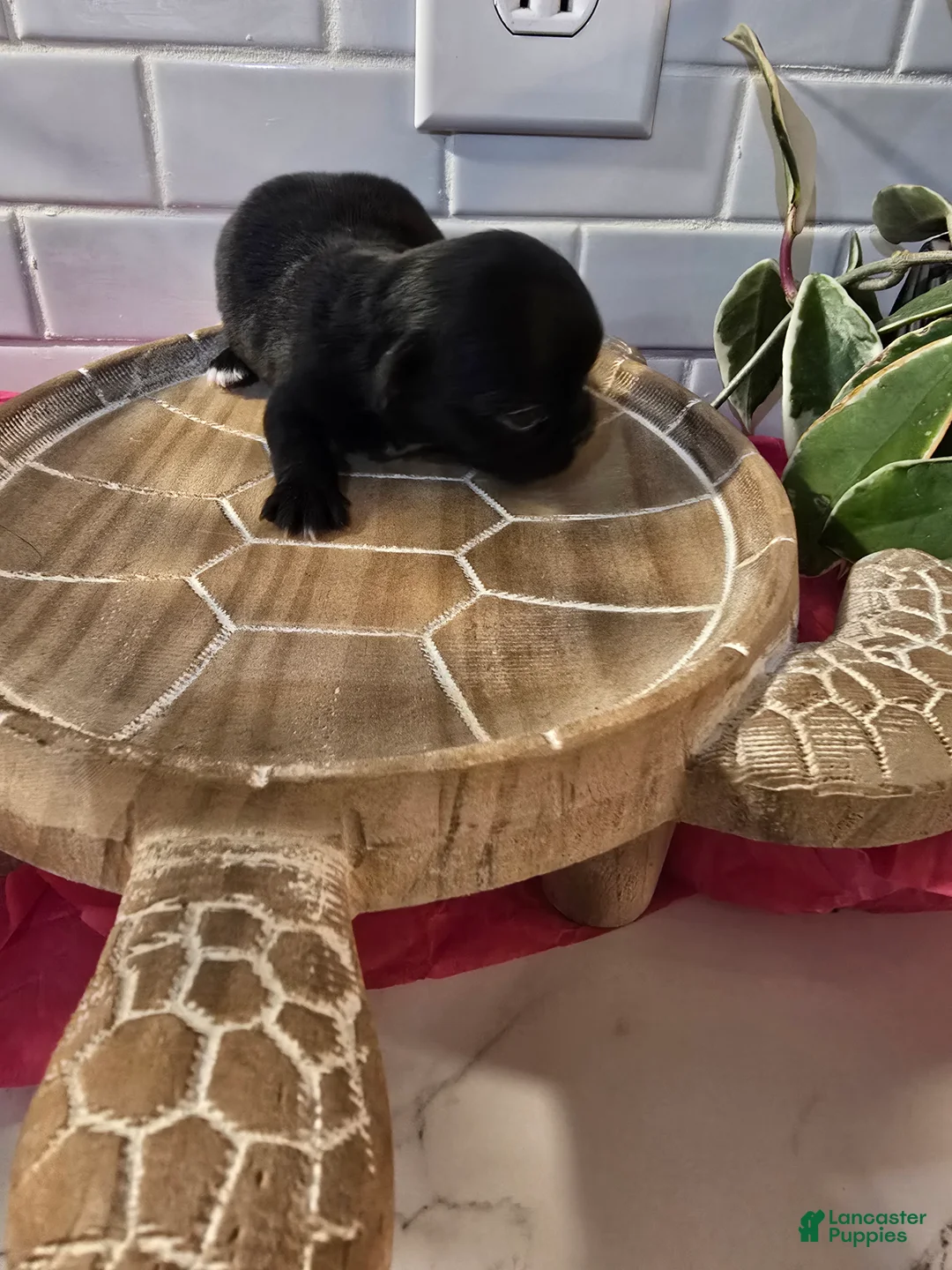 Chihuahua dogs for sale: lady - Ad 10