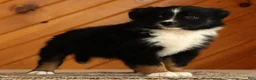 Australian Shepherd dogs for sale: Titus - Ad 2