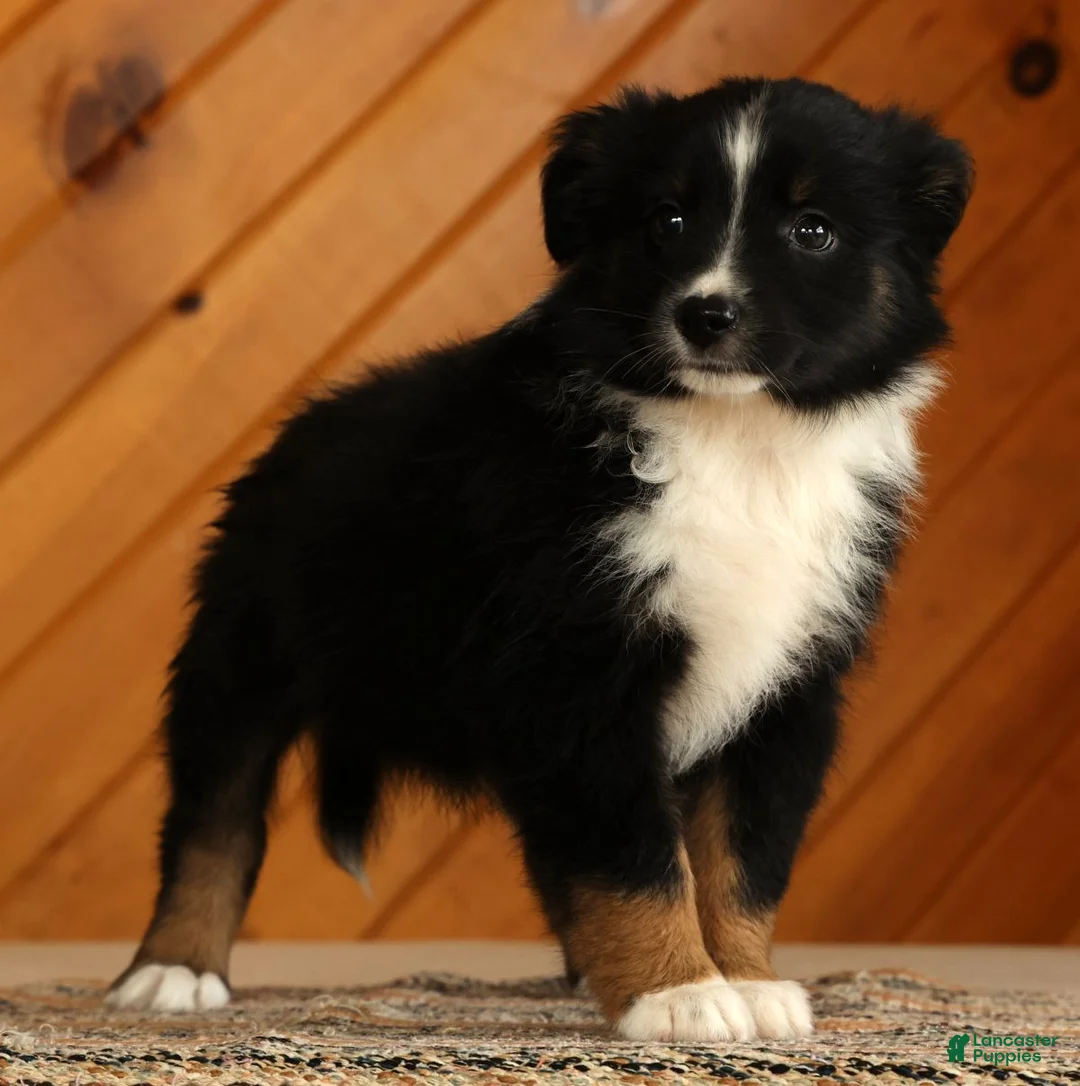 Australian Shepherd dogs for sale: Titus - Ad 2