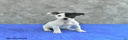 Jack Russell Terrier dogs for sale: Savannah - Ad 2