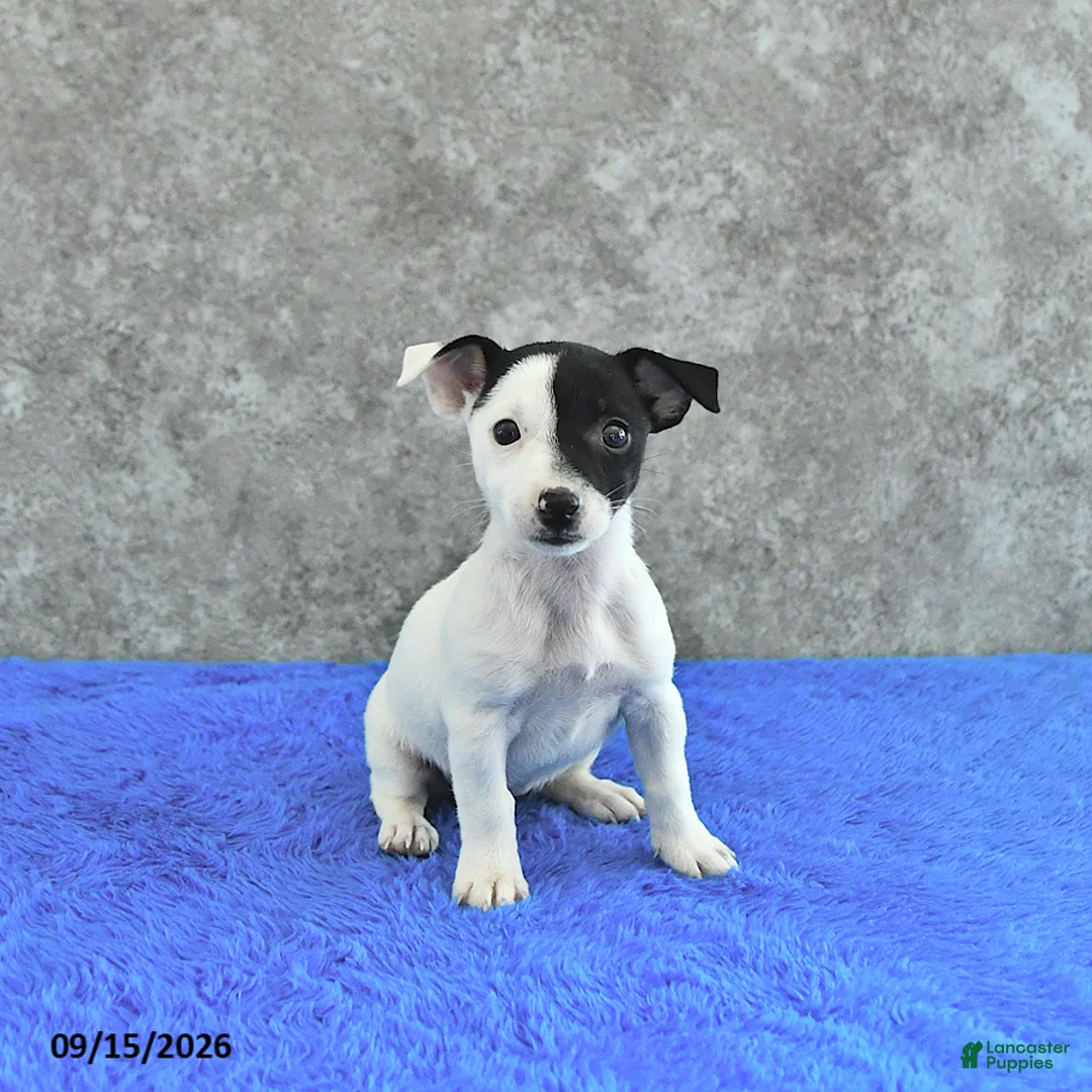 Jack Russell Terrier dogs for sale: Savannah - Ad 2