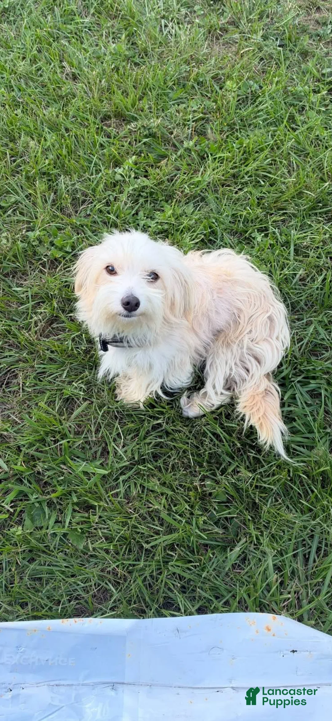 Maltipoo dogs for sale: Maltipoo 1 - Ad 2
