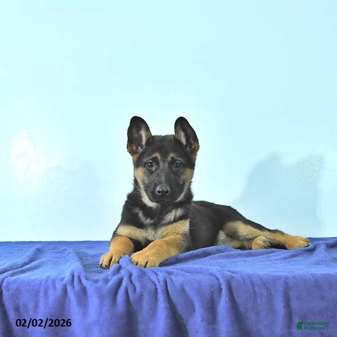 German Shepherd dogs for sale: Ripley - Ad 1