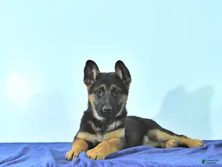 German Shepherd dogs Ripley - Ad 37