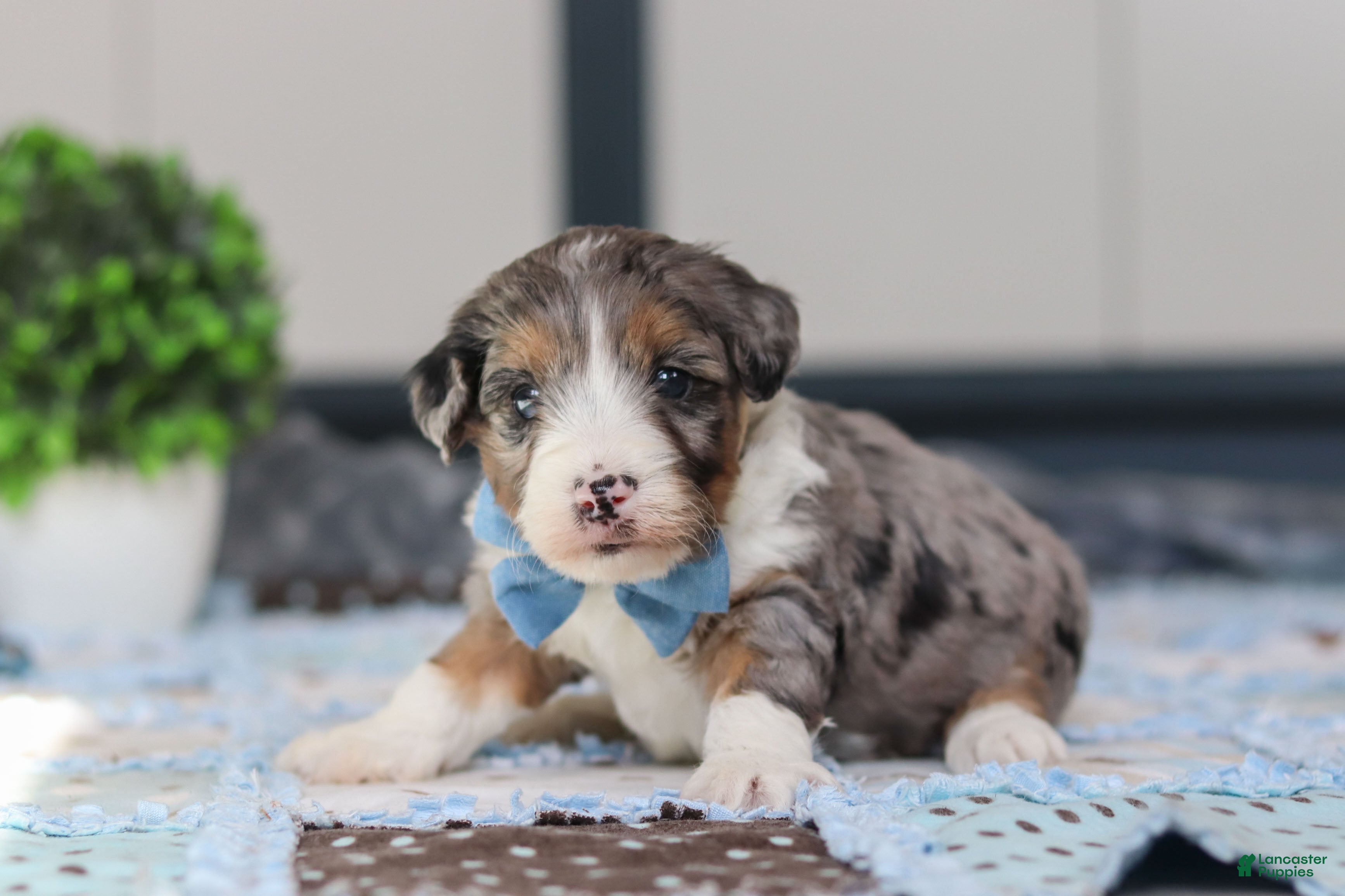 Mini Bernedoodle dogs Parker - Ad 1