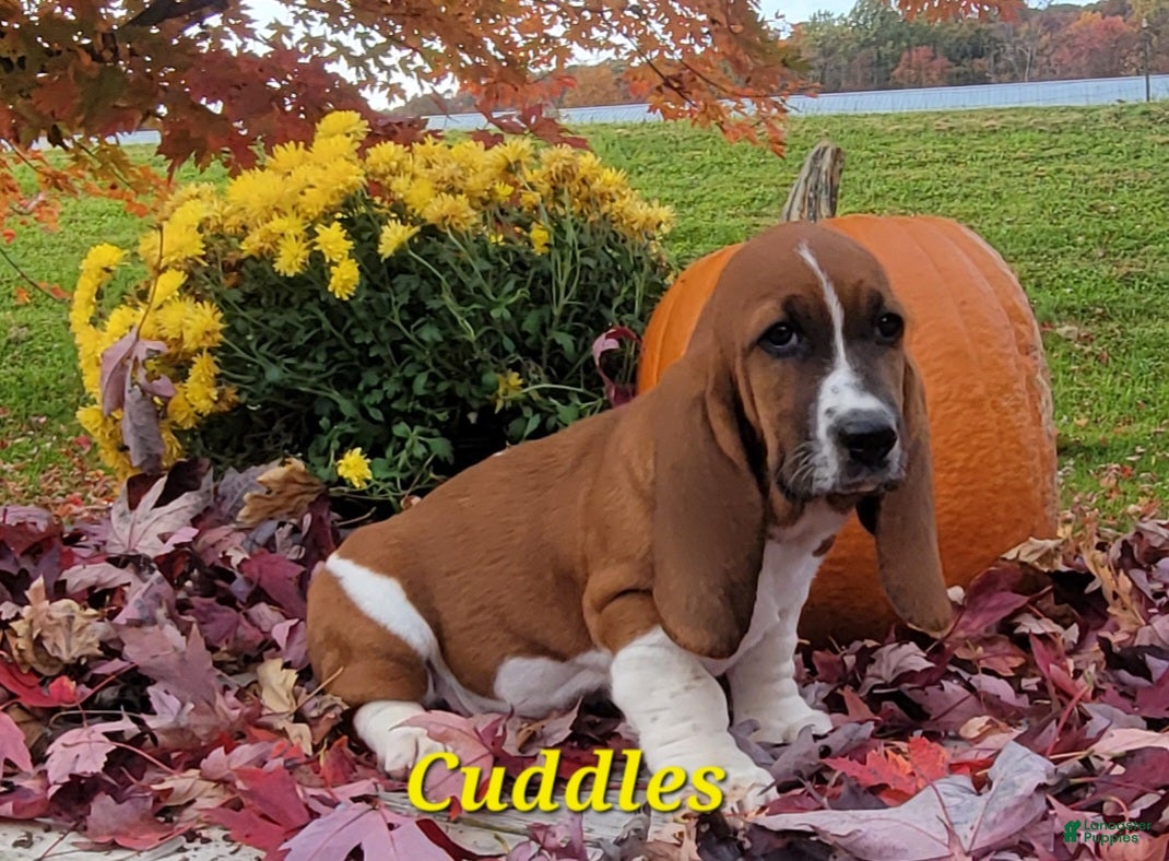 Basset Hound dogs for sale: Cuddles - Ad 1